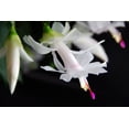 thumbnail image 4 of Hirt's White Christmas Cactus Plant - Zygocactus - 6" Pot, 4 of 4