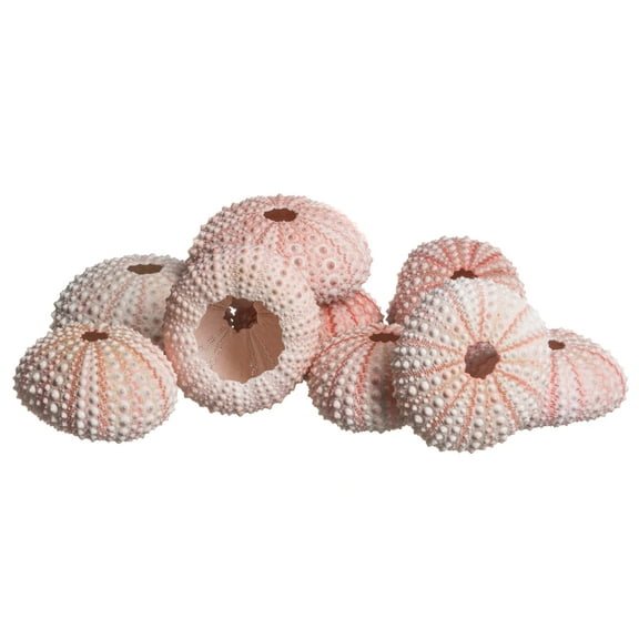 Sea Urchin 10 Pink Sea Urchin Shells 1"-2" Sea Urchins for Craft and Decor