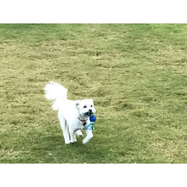 Pugslies tug toy discount