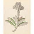 thumbnail image 2 of Clemenz Heinrich Wehdemann 15x18 Black Ornate Wood Framed Double Matted Museum Art Print Titled - Arnica (Oldenburgia Great) (1817), 2 of 5