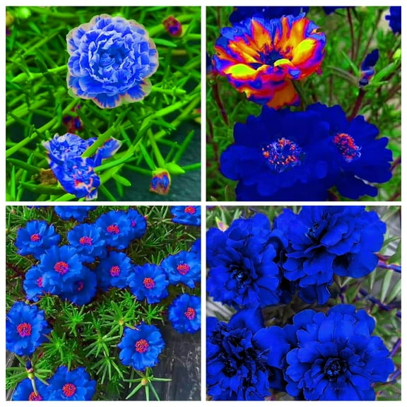10000 Mixed Portulaca Moss Rose Seeds for MVR1 Planting Outdoor Beautiful Garden Decor Home