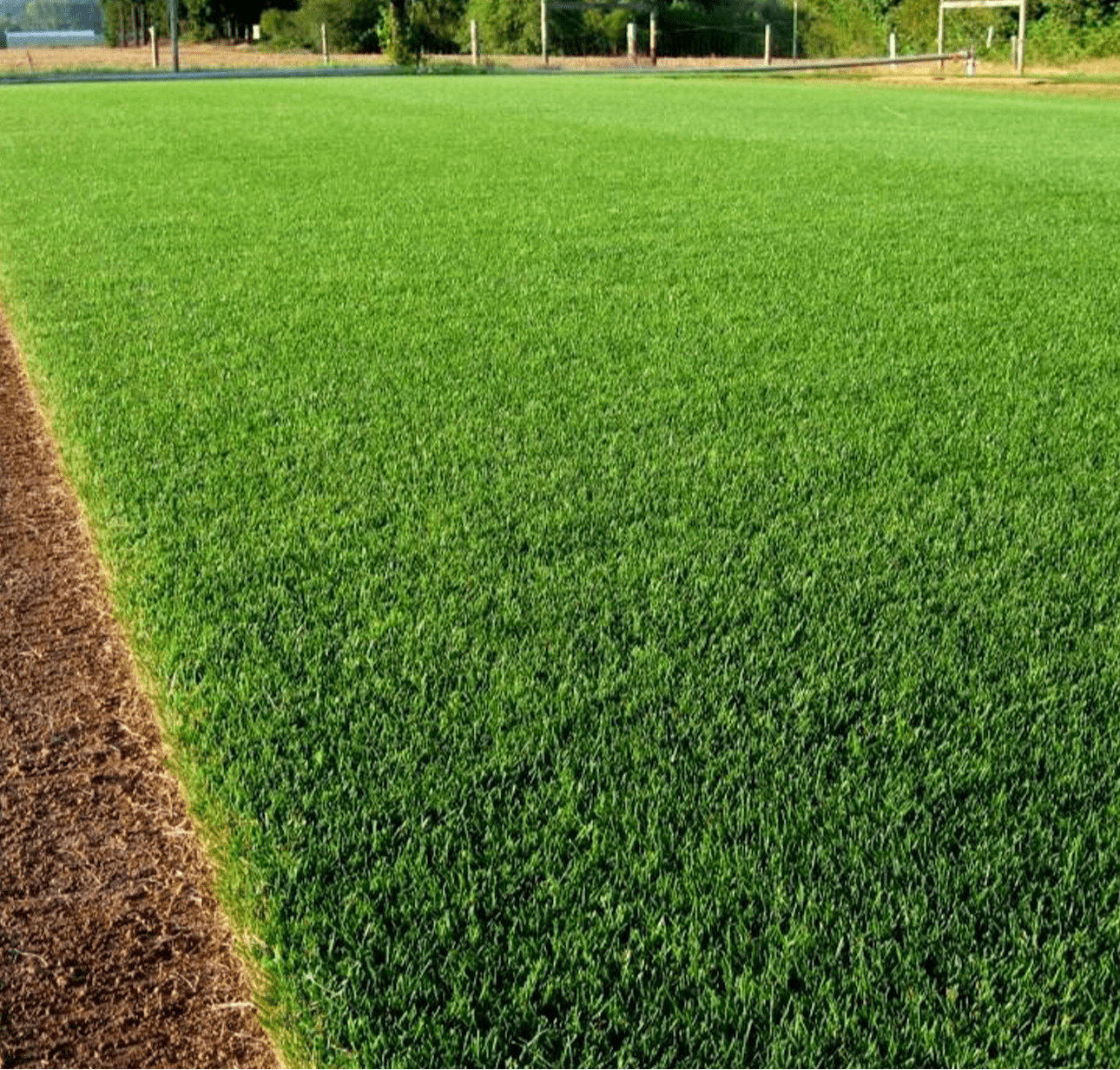 The Andersons Perennial Rye Blend Premium Grass Seed - 25lbs.