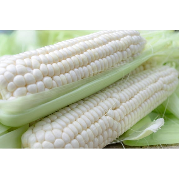 White Corn Seeds for Planting - 50  Seeds - Top Producer