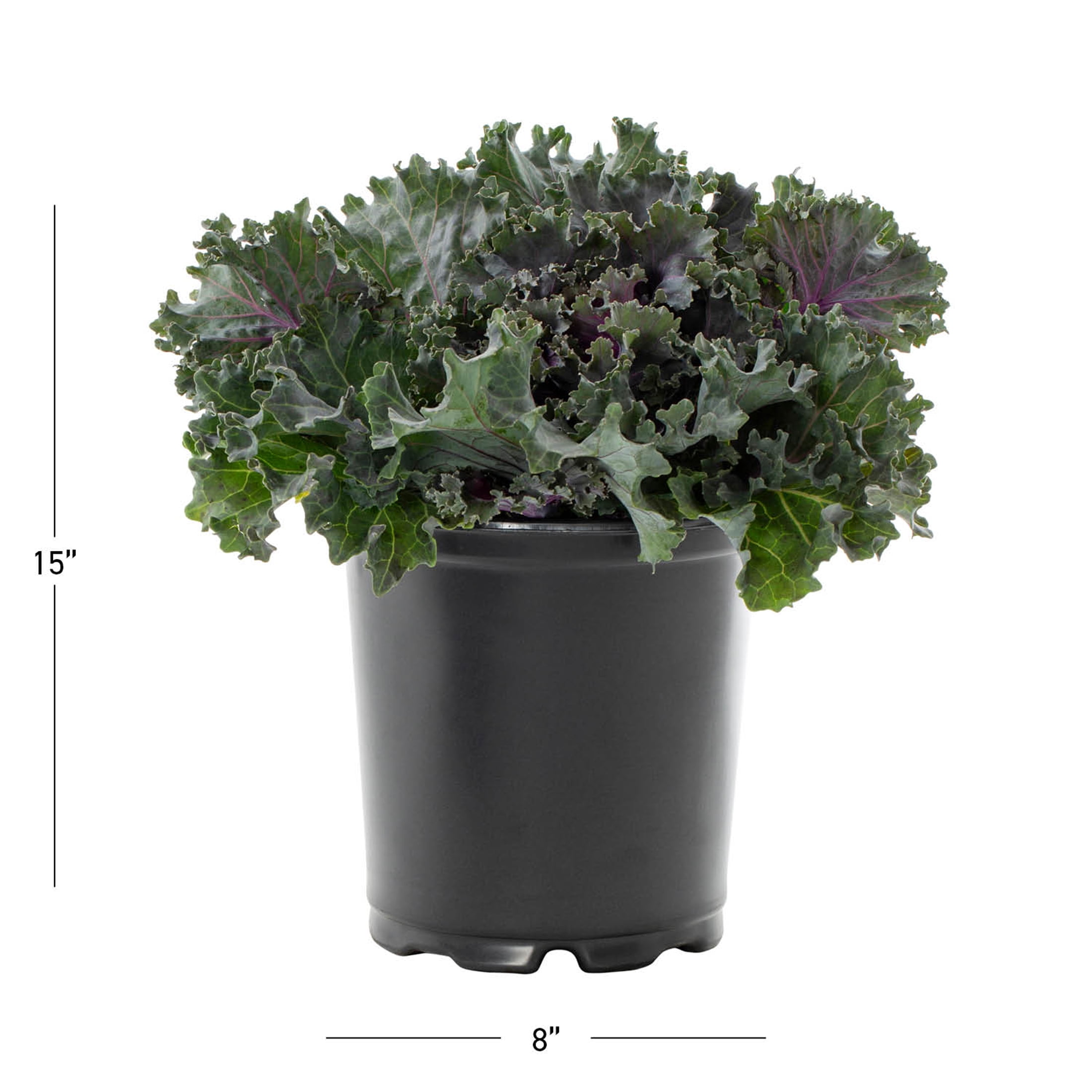 Expert Gardener 12" Red Ornamental Kale Live Plants in Grower Pots (2 Count)
