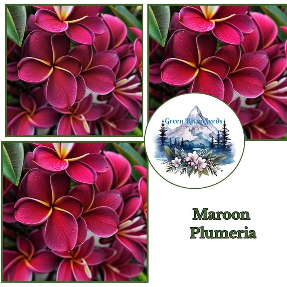 10 Maroon Plumeria Seeds – Fragrant Frangipani Tropical Flower Tree – Indoor or Outdoor Container Growing – Rare Color Blooms