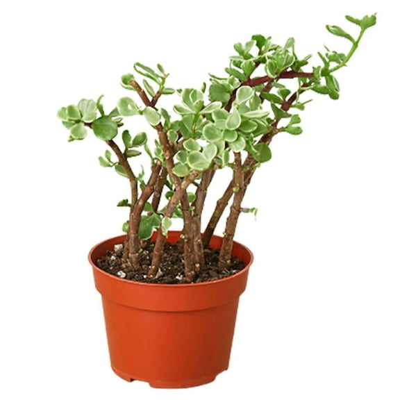 Succulent Portulacaria Rainbow Bush Live Plant for Indoor | Different Houseplants in 4'' & 6'' Pot | Real House Plant for Living Room, Office, Desk & Bathroom | Rainbow