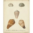 thumbnail image 3 of Knorr 20x24 Black Modern Framed Museum Art Print Titled - Antique Knorr Shells I, 3 of 5