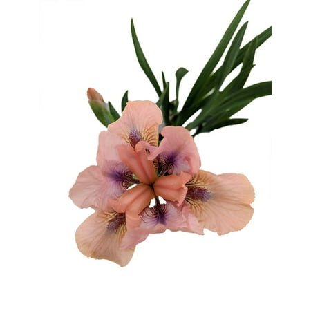 German Bearded Iris - Tickety Boo Dwarf Bearded German Iris 4