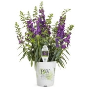 Proven Winners 2.72QT Angelonia Angelface Blue