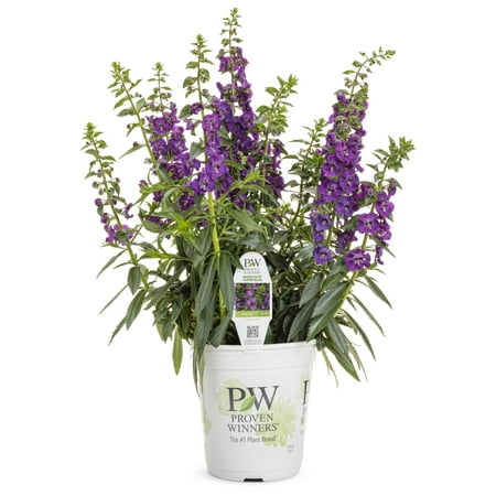 Proven Winners 2.72QT Angelonia Angelface Blue