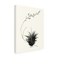 thumbnail image 2 of Vision Studio 'Graphic Succulents I' Canvas Art, 2 of 3