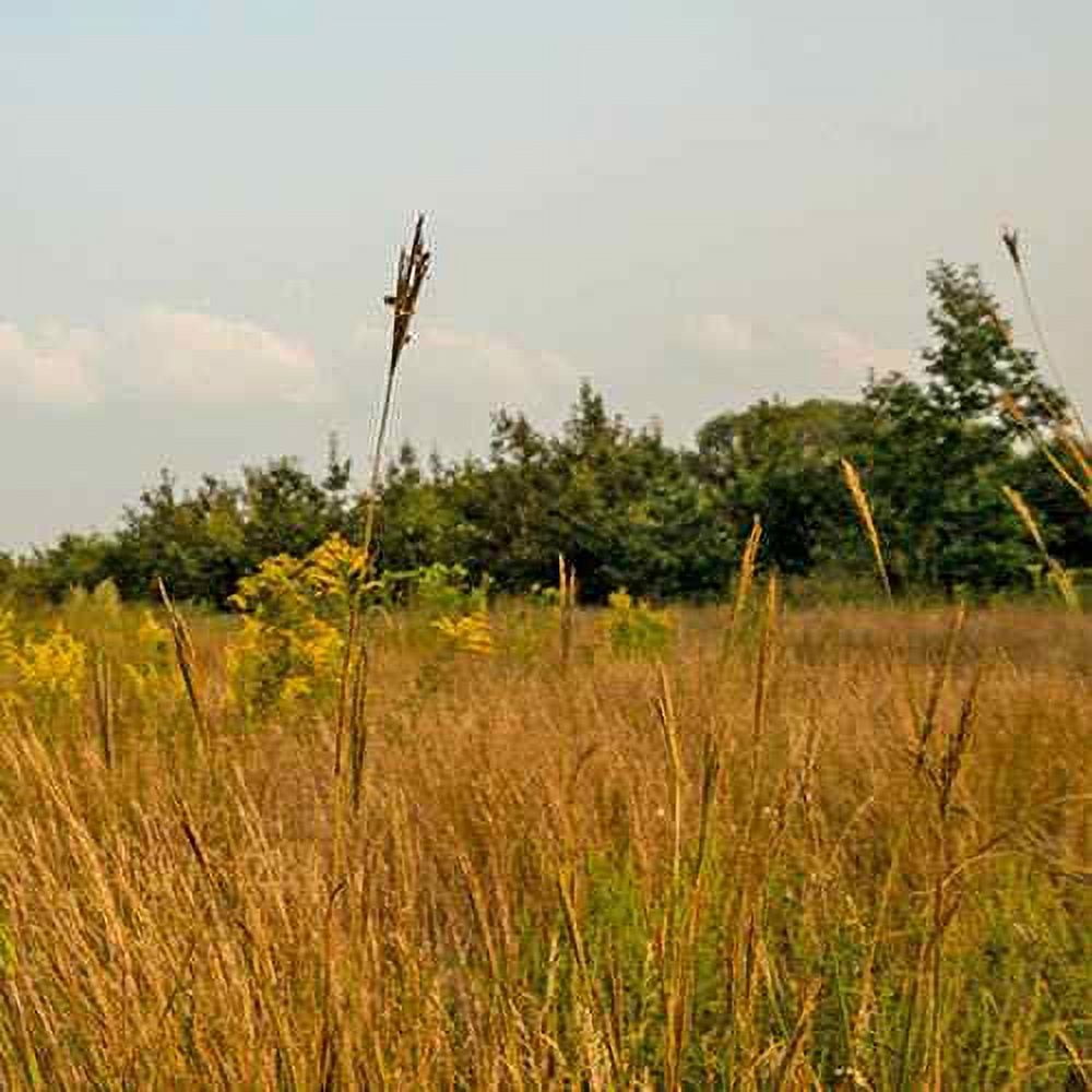 Tall Native Prairie Drought Tolerant Grass Seed Mix For Xeriscape Landcapes - 1 LB