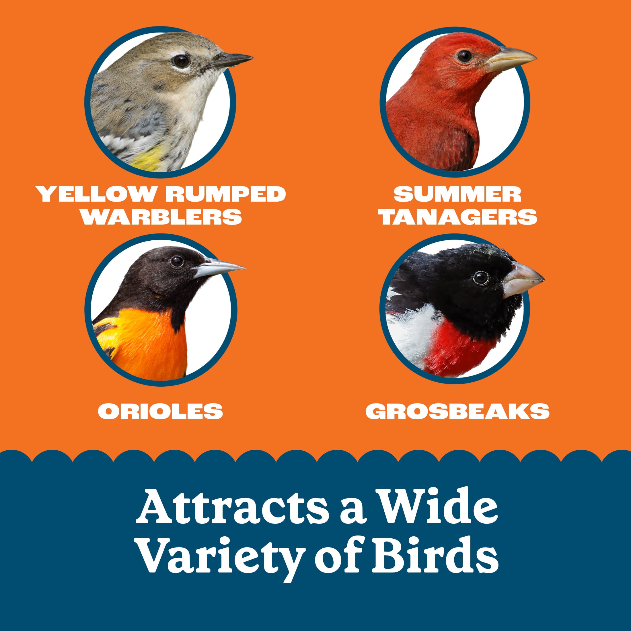 Pennington Feeding Frenzy Orange Delight Suet, 11.75 oz Cake, Wild Bird Food, Suet Cakes for Wild Birds, 1 Pack, Fresh