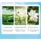 thumbnail image 4 of 1/2/3PCS Anti Dandruff Shampoo Aloe Antis Dandruff Repair Shampoo Dandruff Shampoo, 4 of 4