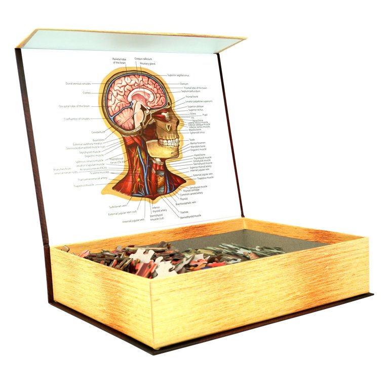 Human Head Anatomy Jigsaw Puzzle | Dr Livingston's Unique Shaped