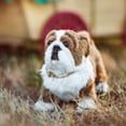 thumbnail image 2 of THE QUEEN'S TREASURES 18 Inch Doll Accessories, Officially Licensed Little House on The Prairie Jack The Bulldog, Comes with a Jute Rope Collar, Pet Companion Compatible for Use with American Girl, 2 of 5