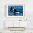 thumbnail image 5 of Washington Duo on the Waves Ring-necked Ducks - Ocean Shores Washington Photography Wildlife Bird Lake Water Animal Aquatic Scenic Oak Framed Wall Art Print 24 x 36 inches, 5 of 6
