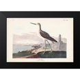 thumbnail image 2 of Audubon, John James 24x17 Black Modern Framed Museum Art Print Titled - Pl. 269 Greenshank, 2 of 5