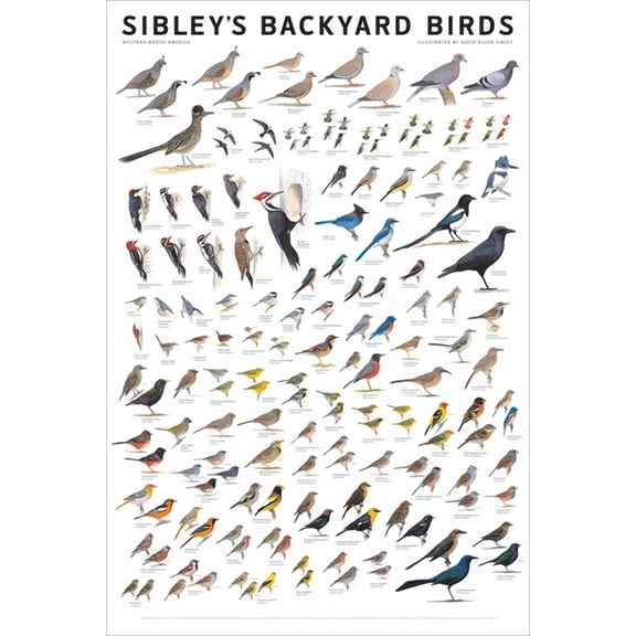 Sibley's Backyard Birds: Western North America (Other)