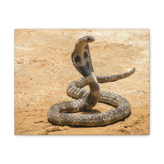 Majestic Cobra Art Majestic Cobra Print Animal Wall Art Wildlife Canvas Prints Wall Art Ready to Hang Unframed