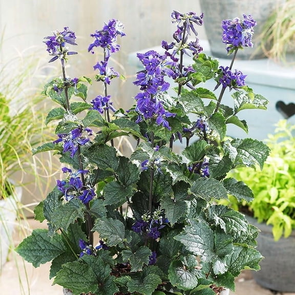 China Purple Clematis Flower Roots - Good as Cut Flowers - Pleasantly Scented - Blooms All Summer - Great for Perennial Borders