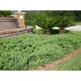 thumbnail image 4 of Juniper Parsoni - 20 Live Plants - Juniperus Squamata Expansa Parsons - Drought Tolerant Cold Hardy Evergreen Ground Cover, 4 of 9