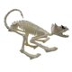thumbnail image 3 of 1 modelo de calavera de gato., 3 of 3