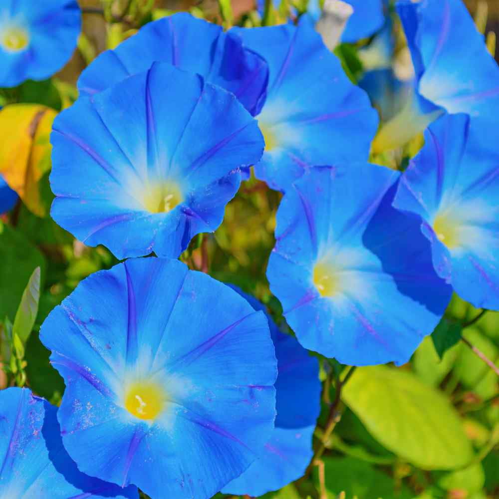 Flower Seed - Heavenly Blue Morning Glory Seeds - 1 LB