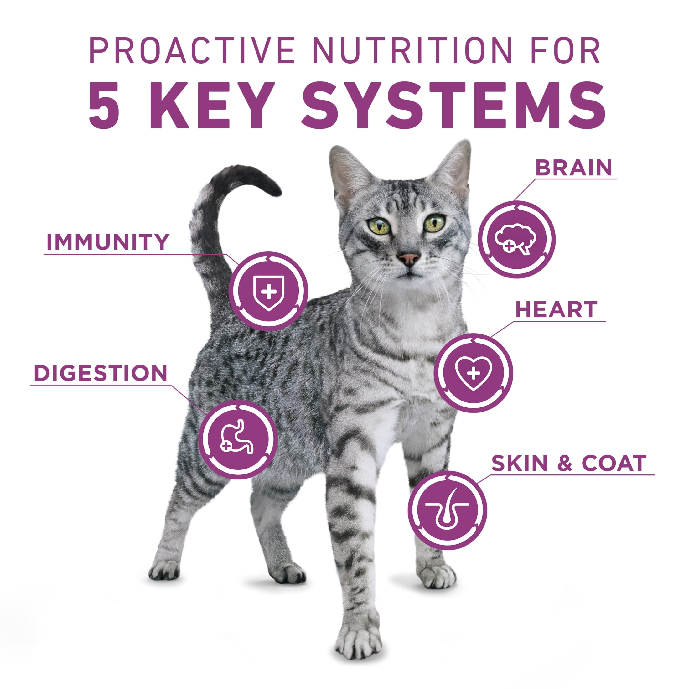 Purina ONE Plus Whole Body Support With Chicken Dry Cat Food, 22 lb.