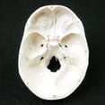 thumbnail image 4 of Modelo anatómico humano LIUYMXG Cráneo Anatomía 92 * 99 * 71 mm, 4 of 5