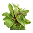 thumbnail image 2 of Menta 30 g, 2 of 2