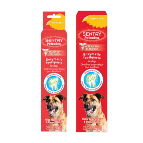 regular toothpaste for dogs