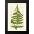 thumbnail image 2 of Vision Studio 17x24 Black Modern Framed Museum Art Print Titled - Garden Ferns V, 2 of 5