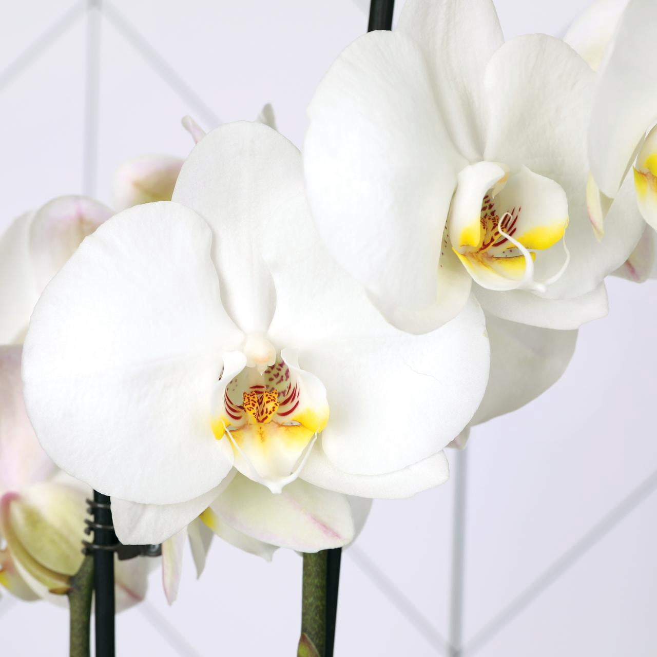 6 Pack 5 inch White Orchids in Grower Pot, Live Plants