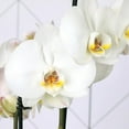 thumbnail image 2 of 5" White & Yellow Orchid in White Jute Planter – Proud of You, 2 of 5