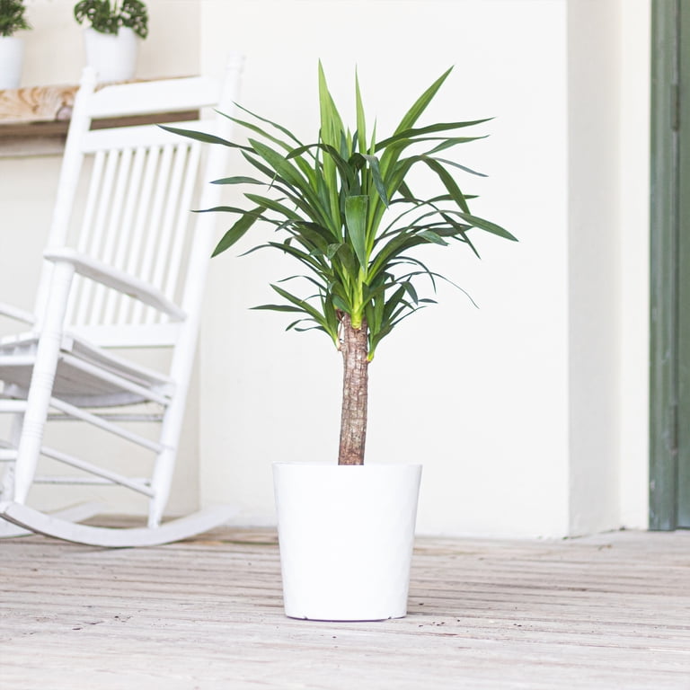 sphere planter pot Scratch and Dent, Onyx 16