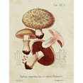 thumbnail image 3 of Unknown 12x14 Black Modern Framed Museum Art Print Titled - Mushroom Varieties II, 3 of 5