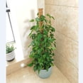 thumbnail image 5 of Soporte para plantas de coco desmontable, juego de postes para trepar, postes para trepar con musgo, postes para trepar con rosas verdes, 5 of 5