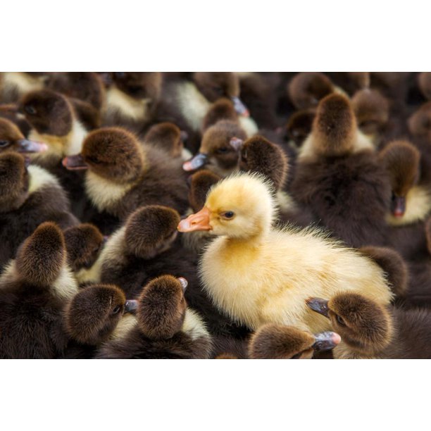 Laminated Cute Yellow Duck In Crowd of Brown Ducks Photograph Pictures