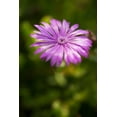 thumbnail image 2 of Berzel, Erin 11x14 White Modern Wood Framed Museum Art Print Titled - Purple Blossom, 2 of 4
