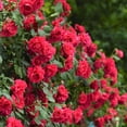thumbnail image 4 of GSDWIUEW Climbing Rose Seeds for Planting Outdoors, Mixed Climbing Vine Rose Flower Seeds for All Seasons (Color-7, 300PC), 4 of 8