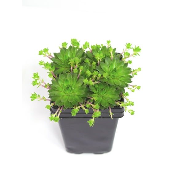 Expert Gardener Outdoor Live Plant Hen N Chicks Green 1QT, Full Sun