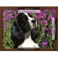 thumbnail image 3 of English Springer Spaniel Dog, USA, Animals Framed Art Print Wall Art by Lynn M^ Stone Sold by Art.Com, 3 of 6
