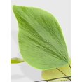 thumbnail image 7 of Maidenhair Silver Dollar Fern 'Adiantum Peruvianum' - Live Air-Purifying Indoor Plant in Nursery Pot – Easy Care, Low Maintenance Houseplant for Home & Office Decor, Natural Air Cleaner, Best for, 7 of 7