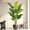 1-6ft 5in, variant on Artificial Bird Of Paradise Plant 5ft Tall Tropical Palm Tree With 10 Silk Banana Leaves