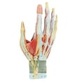 thumbnail image 3 of Axis Scientific Anatomy Model of Hand with Muscles, Ligaments, Nerves, Arteries, 7 Removable and Numbered Parts Show Internal Hand Detail and Structure, Includes Product Manual and 3 Year Warranty, 3 of 12
