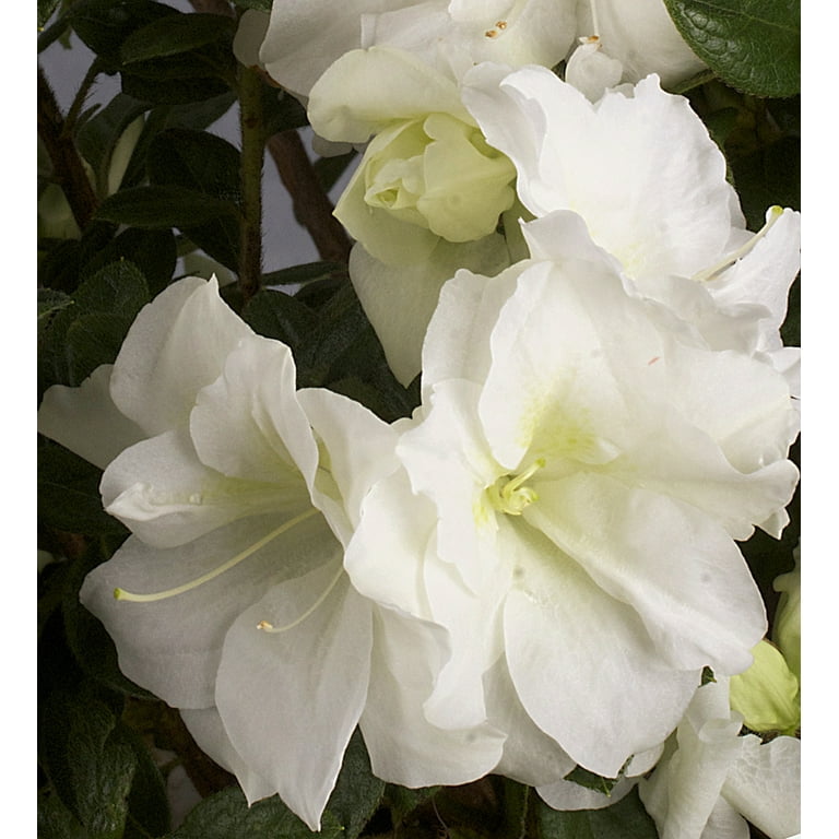 Encore Azalea Autumn Moonlight (1 Gallon) White Flowering Shrub