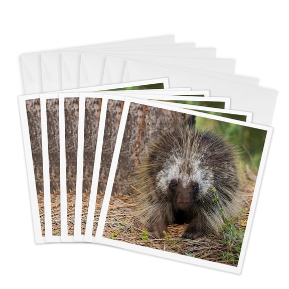 3drose, Porcupine Walking in the Woods, 6 Greeting Cards with Envelopes