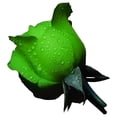 thumbnail image 4 of 20+ Green Rose Rosa Flowers Seeds Bush Shrub Perennial Flower, 4 of 6