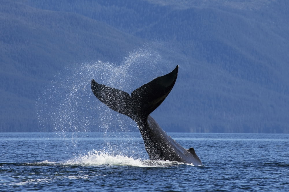 On A Sunny Morning A Humpback Whale Lays On Its Back Ane Repeatedly Pounds Its Flukes On The Calm Surface Of The Inside Passage Near Juneau In Chatham Strait Admiralty Island Beyond This Behavior Is K